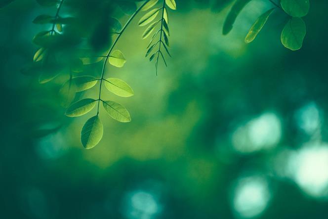 abstract-green-leaves
