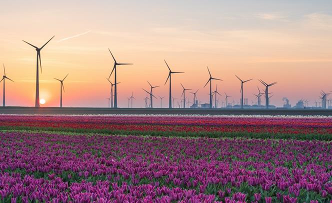 wind-turbines-field-flowers