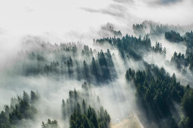 aerial-fog-over-woods