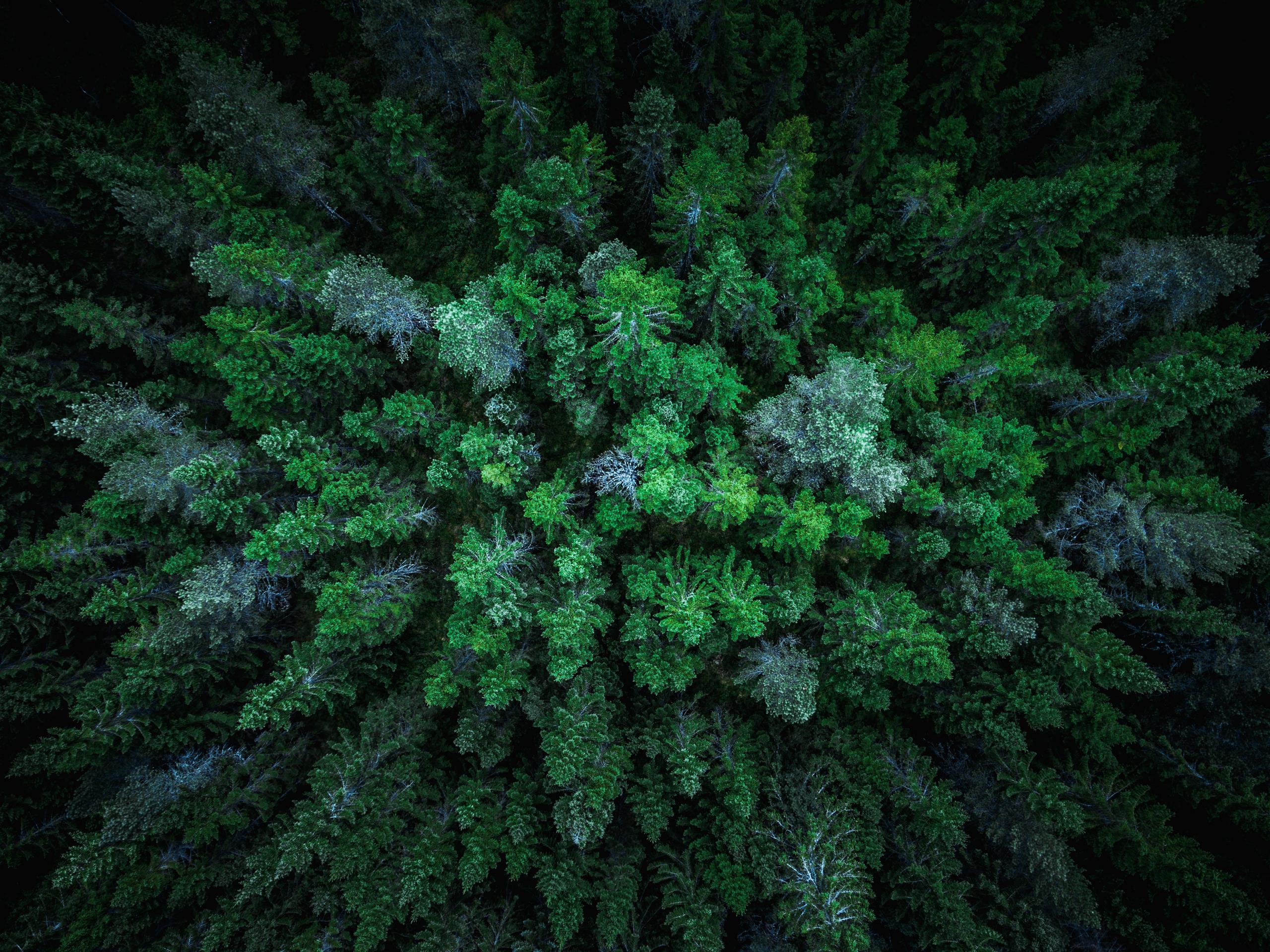 tree-tops-forest